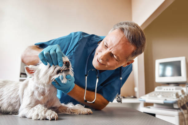 Best Broken or Cracked Tooth Emergency Dentist in Hagerman, ID